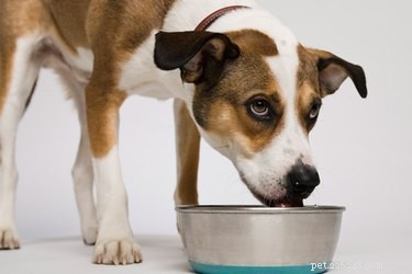 Besoins caloriques quotidiens pour les chiens