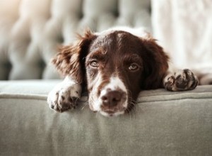 Pourquoi mon chien se frotte-t-il contre les meubles ?