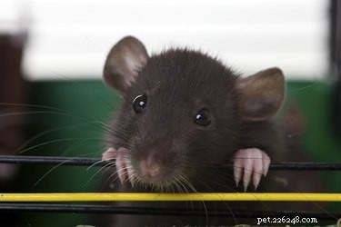 Como ler a linguagem corporal de um rato