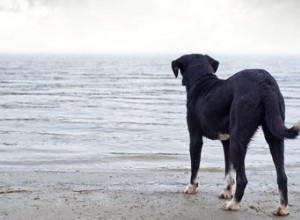 私の犬は水を恐れています 