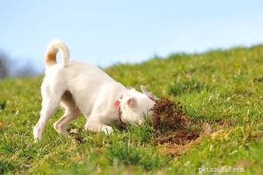 Varför fortsätter min hund att gräva på ett ställe?