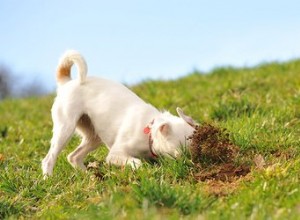 Pourquoi mon chien continue-t-il à creuser au même endroit ?