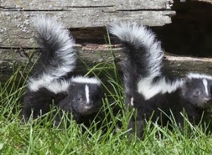 Нравится ли некоторым собакам запах спрея Skunk?