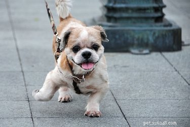 Может ли тротуар стирать собачьи когти?