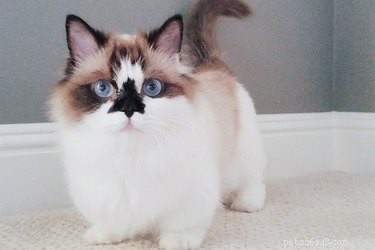 Rozhovory o roztomilosti Albert Baby Cat