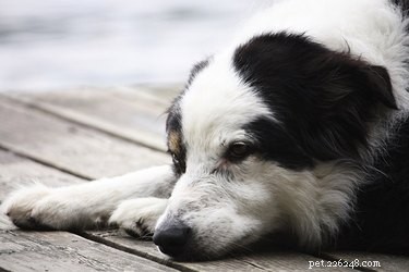 När anses en hund vara medelålders?