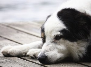 Quand un chien est-il considéré comme d âge moyen ?