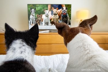 犬のためにラジオやテレビをつけたままにすべきですか？ 