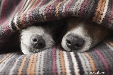 Hebben sommige honden meer slaap nodig dan andere?