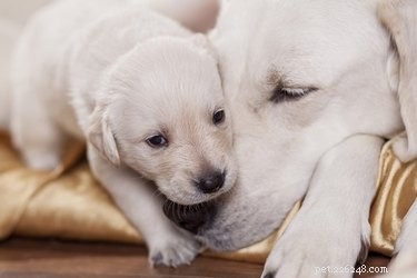 Op welke leeftijd kunnen puppy s hun moeder verlaten?