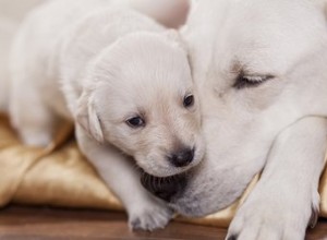 子犬は何歳で母親を離れることができますか？ 