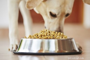 Kan voeding de houding en het gedrag van een hond beïnvloeden?