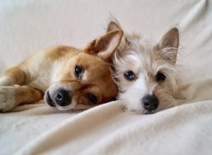 犬はお互いに何を言いますか？ 