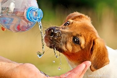 Meu cachorro não está bebendo água suficiente