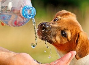 Mon chien ne boit pas assez d eau