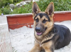 Jouets et activités pour les chiens qui aiment creuser