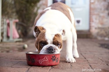 새 개는 왜 아무것도 먹지 않습니까?