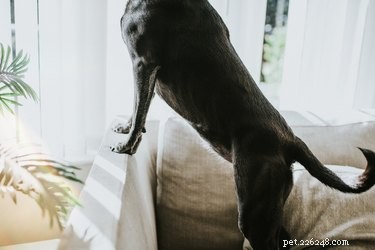 Il movimento della coda è volontario o involontario per i cani?