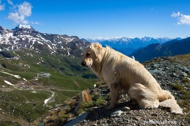 Příprava psa na vysoké nadmořské výšky