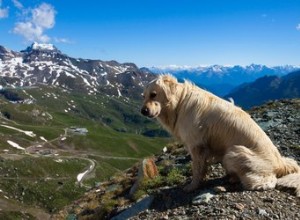 Préparer un chien pour les hautes altitudes