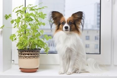 Por que meu cachorro está comendo plantas caseiras?