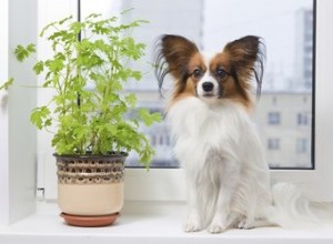 Proč můj pes žere pokojové rostliny?