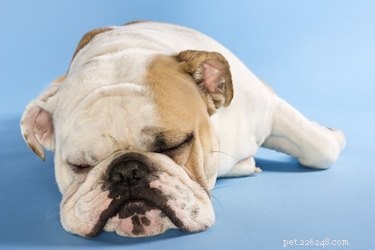 개 코골이는 건강 문제의 징후입니까?