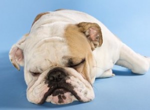 Le ronflement d un chien est-il un signe de problèmes de santé ?