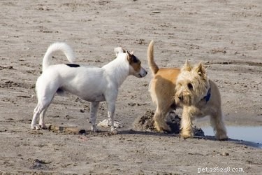 Por que os cães cheiram os rabos uns dos outros?