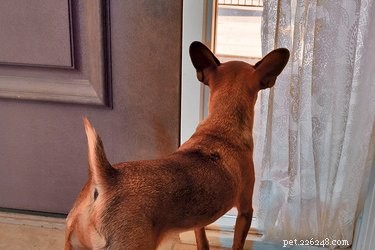犬が訪問者に吠えるのを止める方法 