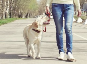 Établir des routines quotidiennes pour les chiens