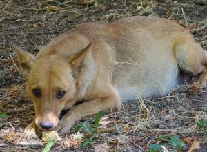 Changements de comportement chez les chiennes gestantes