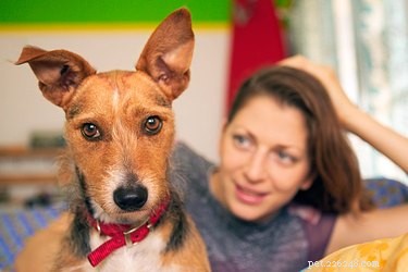 Perché i cani muovono le orecchie su e giù?