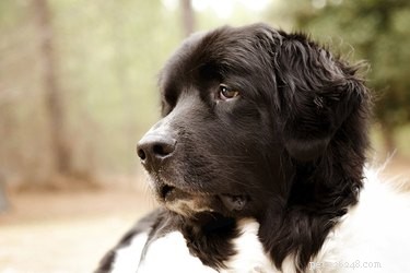 Cães conhecidos por serem de temperamento brando