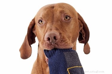 Por que os cães roubam meias?