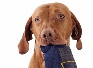 Почему собаки воруют носки?