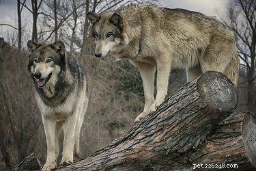Comportements de meute des loups contre les chiens