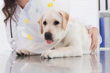 A castração muda o comportamento de um cão?