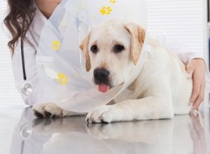 Изменяет ли кастрация поведение собаки?