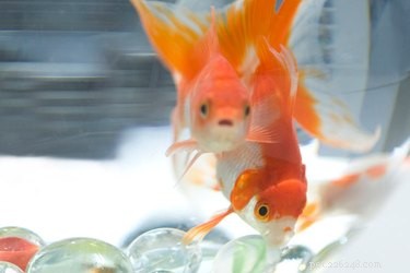 Tank Mates for Common Goldfish