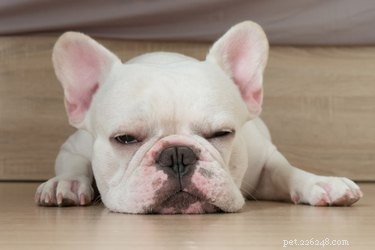 강아지가 수면 부족으로 인해 짜증을 냅니까?