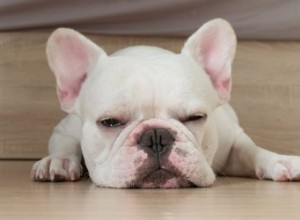 Les chiots deviennent-ils grincheux à cause du manque de sommeil ?