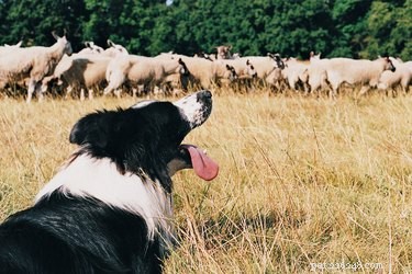 Como impedir seu cão de pastorear pessoas