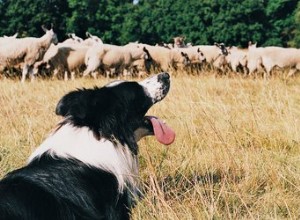 犬が人を放牧するのを防ぐ方法 