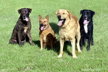 Социальная иерархия среди собак