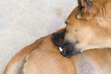 Почему моя собака кусает и царапает себя?
