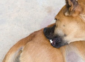 Pourquoi mon chien se mord-il et se gratte-t-il ?