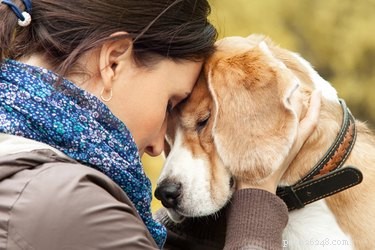 Os cães sabem quando uma pessoa está sofrendo?