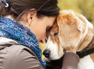 Les chiens savent-ils quand une personne est en deuil ?