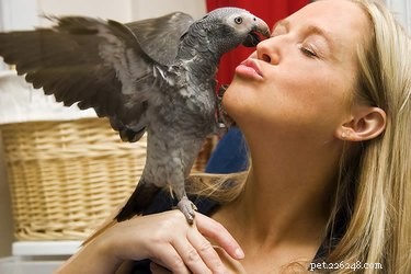 새는 인간과 유대 관계를 맺습니까?